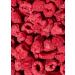 KoRo - Framboises lyophilis es 350 g - 100 % framboises sans additifs - Riche en fibres - Fruit et aromatique - En garniture pour le muesli les chocolats ou comme collation entre les repas - Buy Online on GoSupps.com