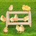 Cubolar Pine Chicken Perch with Mirror and Jungle Gym Roosting Bar | Chicken Toys for Coop and Brooder | Training Perch for Large Birds - Parrot, Macaw, Hens - Buy Online on GoSupps.com