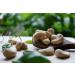 Organic Fairtrade Cashews 700g | Natural Quality Cashews from Burkina Faso | Ethical & Sustainable Snacking - Buy Online on GoSupps.com
