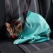PURRFECT POUCH The Original Cat Carrier Sling & Grooming Sack Set | As Seen On TV | Washable & Foldable | Teal (Set of 2) - Buy Online on GoSupps.com