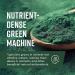 360 Nutrition Spirulina Powder - Vegan, Non GMO, Rich in Vitamin A, B Vitamins, Iron, Protein & Amino Acids - Caffeine Free Energy, Digestive Health, Immune Support - 6g Plant Based Protein - 2 oz - Buy Online on GoSupps.com