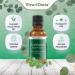 Viva Doria 100% Pure Eucalyptus Globulus Essential Oil 1 Fl Oz - Undiluted & Food Grade for Aromatherapy & Wellness - Buy Online on GoSupps.com