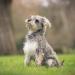 Eukanuba Dog Puppy Dry Food For Medium Breed Chicken 3Kg - Buy Online on GoSupps.com