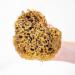 Jordan Benedict Natural Sea Sponge - XXL for Bath and Shower - Pack of 1 - Buy Online on GoSupps.com