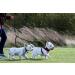 Sweetie Dual Shock Absorbing Bungee Dog Lead Splitter - Ideal for Walking 2 Small to Medium Dogs - Reflective Stitching, No Tangle Design - Buy Online on GoSupps.com