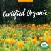 Organic Goldenseal Liquid Extract for Respiratory Support - 1 Fl Oz - Herb Pharm - Buy Online on GoSupps.com