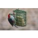 C&S Suet Treats 12 Pack Woodpecker - Premium Wild Bird Feeding Solution - Buy Online on GoSupps.com
