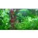 Exclusive Product - 50 Live Aquarium Plants Collection of Aquatic Plants for Your Fish Tank