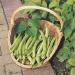 Runner Bean Scarlet Emperor Fresh and Tasty Beans Large Pods with Excellent Flavour for Your Kitchen Garden - Buy Online on GoSupps.com