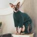 Hjyokuso Sphynx Cat Clothing | Breathable Soft Sweater for Cats | Warm Cat Mantle & Four-Legged Shirts for Sphynx Cornish Rex Devon Rex & Peterbald - Buy Online on GoSupps.com