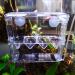 In-Tank Aquarium Breeder Box | Fish Hatchery Incubator with Acrylic Divider | Ideal for Shrimp, Clownfish, and Injured Fish | Air Pump Compatible - Buy Online on GoSupps.com