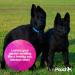 Pretty Pooch Artificial Grass Cleaner for Dogs 1L - Super Concentrate Disinfectant & Deodorizer (Fresh Cut Grass) - Makes 10 Litres | Buy Now - Buy Online on GoSupps.com