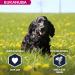 Eukanuba Dog Dry Food Cocker Spaniel Chicken 7.5kg - Buy Online on GoSupps.com