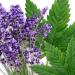 Buy Earth To Skin Hemp Lavender Overnight Gel Mask | 4.0 Fl Oz - Hydrating & Soothing | International Shipping Available - Buy Online on GoSupps.com
