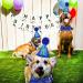 Shop Dher Pet Birthday Set - Gold Sequin Hat & Decor for Dogs & Cats - Festive Party Accessories (Blue) - Buy Online on GoSupps.com