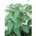 Bitter Leaf Plant - Vernonia amygdalina | Herbal Medicinal Benefits, Nutritional Value, Rich in Vitamins | Fresh Leafy Greens for Soup, Stew, Tea, Salad, Juice - Buy Online on GoSupps.com