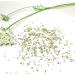 Gourmetia Cumin Whole 200g - 100% Natural Cumin Seeds from Traditional Cultivation | Caraway Tea - Buy Online on GoSupps.com