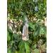 100% Jamaican Wild Soursop Leaves ( graviola) 1 oz - Buy Online on GoSupps.com