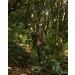 Ghillie Suit Full Face Mask Gloves Set | Ginsco 3D Leafy Camo | Men's Ghillie Suit for Hunting & Wildlife Photography | X-Large/XX-Large - Buy Online on GoSupps.com