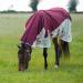 Gallop Trojan Xtra Waterproof Top Fly Turnout Combo Rug (6'9") - Buy Online on GoSupps.com