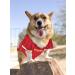 NFL Kansas City Chiefs Dog Jersey - Large | Officially Licensed Football Costume for Pets - Buy Online on GoSupps.com