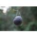 Charcoal Konjac Extra Soft Sponge for Gentle Face and Body Cleansing - Buy Online on GoSupps.com