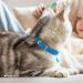 Collardirect Leather Cat Safety Collar | Adjustable Kitten Neck Band with Bell | Vibrant Colors - 15-18 cm - Buy Online on GoSupps.com