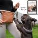 Ostfriesenpfoten Frieda Dog Treats Bag - High-Quality Synthetic Leather Brown Size L Easy-Open Lock Ideal for Walks & Training - Buy Online on GoSupps.com