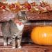 Thanksgiving Cat Collars with Bow Bell | Pumpkin Bowtie Breakaway Collar for Cats & Kittens - Buy Online on GoSupps.com