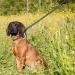 Reflective Total Pet Figure of 8 Dog Lead - Anti-Pull Slip Lead with Padded Nose Support | 180cm - Buy Online on GoSupps.com