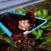 Wise Owl Outfitters Hammock Tarp Tent - Camping Rain Tarp w/ Stakes & Carry Bag - Lightweight Gray Hammock Shelter - Buy Online on GoSupps.com