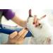 Andis UltraEdge Super 2-Speed Detachable Blade Clipper for Professional Animal Grooming - AGC2 Blue - Buy Online on GoSupps.com