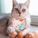 Easter Day Dog Bandana & Holiday Cat Scarf - Hoppy Hour Blue (Large) - Buy Online on GoSupps.com