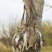 AUSCAMOTEK Duck Carrier Game Tote Camo Padded Dove Strap - 12 Drops - Buy Online on GoSupps.com