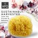 ideelz XFO Sea Sponge (Medium 4.5) - All Natural Yellow Loofah Sponge for Bathing and Exfoliating | USA Grown - Buy Online on GoSupps.com