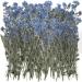 50 Pcs Natural Forget Me Not Pressed Dried Flowers Blue Don't Forget Me Dried Flower Real Dried Flowers for Resin Jewelry Candle Card Making Nail Art Flowers DIY Home Decoration