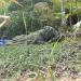 AUSCAMOTEK Ghillie Suit Poncho - Camouflage Cloak for Hunting and Bird Watching - Buy Online on GoSupps.com