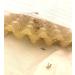Livefoods4u Medium Locust Live Food (12-20mm) Bag of 100 - Perfect for Reptiles and Lizards - Sustainably bred - Buy Online on GoSupps.com