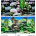 Hidom Aquarium Background Poster Double Sided - Height 19" / 50cm - Length 4 FT / 122cm - Two Scenic Pictures displaying Aquatic Backdrops - DS 500-9023/9025 - Buy Online on GoSupps.com