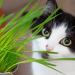 Pretty Kitty Cat Grass Seeds - 25g for 10 Pots | Natural Cat Treats | Premium Grass Seeds for Your Feline - Buy Online on GoSupps.com