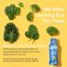 OWYN - 100% Vegan Plant-Based Protein Shakes | Vanilla  12 Fl Oz (Pack of 4) | Dairy-Free  Gluten-Free  Soy-Free  Tree Nut-Free  Egg-Free  Allergy-Free  Vegetarian - Buy Online on GoSupps.com