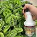 Jungle Rain Clean Leaf – Natural Foliage Cleaner with Citrus Oil 32 oz | Ready to Use | Eco-Friendly Plant Care - Buy Online on GoSupps.com