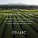 Osulloc Tropical Black Tea - Premium Mango Peach Blend 20 Tea Bags (30g) - International Shipping Available - Buy Online on GoSupps.com