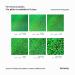 Hemway Premium Ultra Sparkle Emerald Green Holographic Glitter - Multi-Purpose Metallic Flake for Arts Cosmetics Resin & Festivals - 100g Super Chunky (1/8 3mm) - Buy Online on GoSupps.com