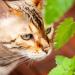 Premium Owngrown Catnip Seeds | Grow 1000 Catnip Plants - Nepeta Cataria for Pots & Gardens - Buy Online on GoSupps.com