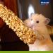 Vita Power Kr cker Mix for Guinea Pigs - Healthy Sugar-Free & Grain-Free Treats with Honey Nuts & Fruits (3 Pieces) - Buy Online on GoSupps.com