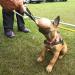 Dingo Gear Dog Toy Softball - Handmade Real Leather for Puppies & Dogs | S02779 11cm - Buy Online on GoSupps.com