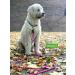 Leitengr n Dog Leash Derby | 2m Adjustable Nylon Leash for Medium to Large Dogs | Stylish Pink Raspberry Peel - Buy Online on GoSupps.com