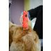 Wahl Professional Animal KM Cordless 2-Speed Clipper Kit for Pet, Dog, and Horse - Poppy - Buy Online on GoSupps.com