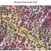 Nail Art Hand Holder Pad Nail Art Pillow Pad Ideal Choice Manicure Store Salon Shop for Home Beauty Salon(03-gradient leopard print) - Buy Online on GoSupps.com